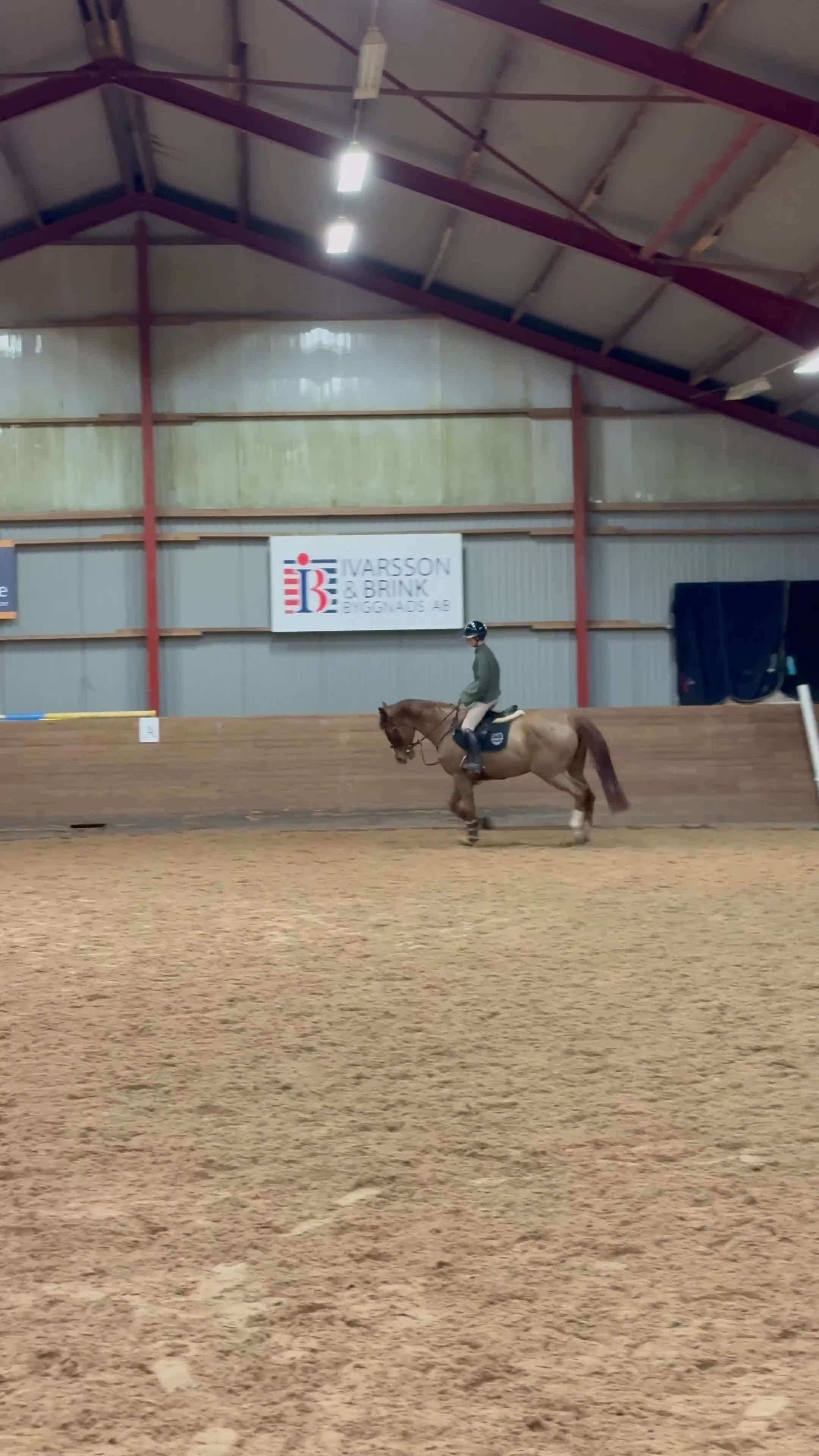 Allround hästar till salu:  Chandra – kvalitetsto med stor kapacitet - Video 2