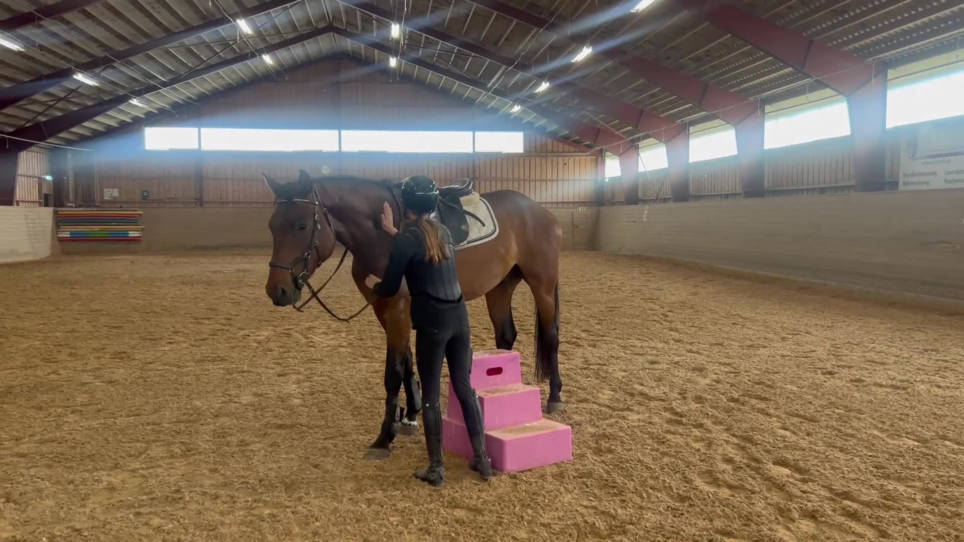 Hoppning hästar till salu: Framtida hopphäst säljes - Video 3