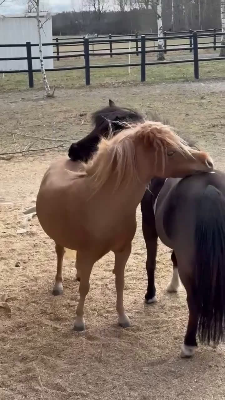 Övrigt hästar till salu: AMHA sto  i Strängnäs - Video 2