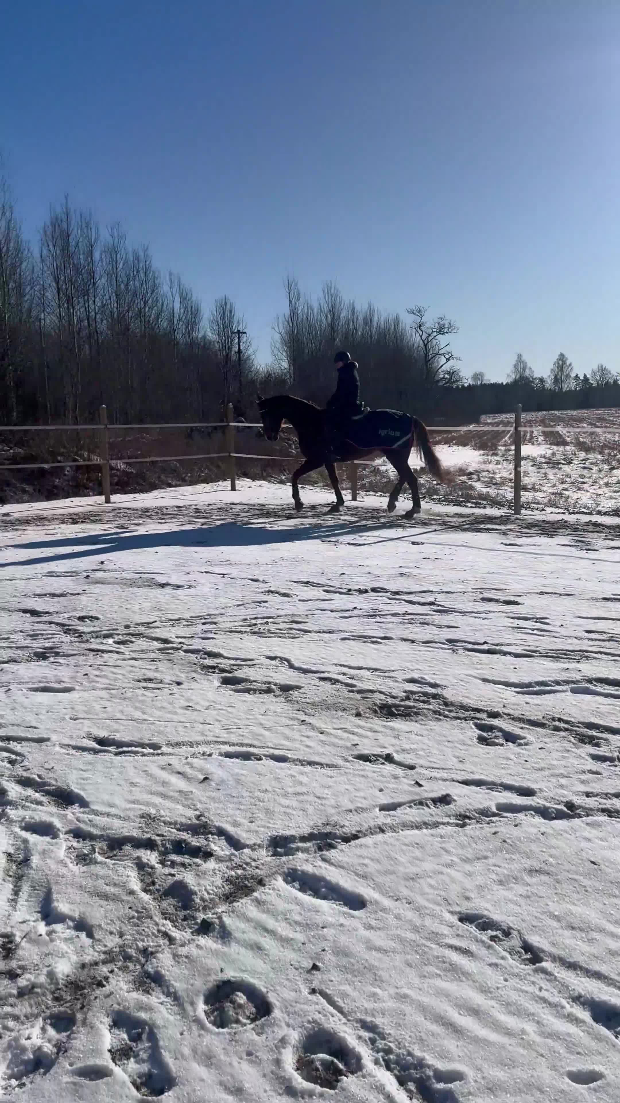 Dressyr hästar till salu: Världens finaste kille - Video 1