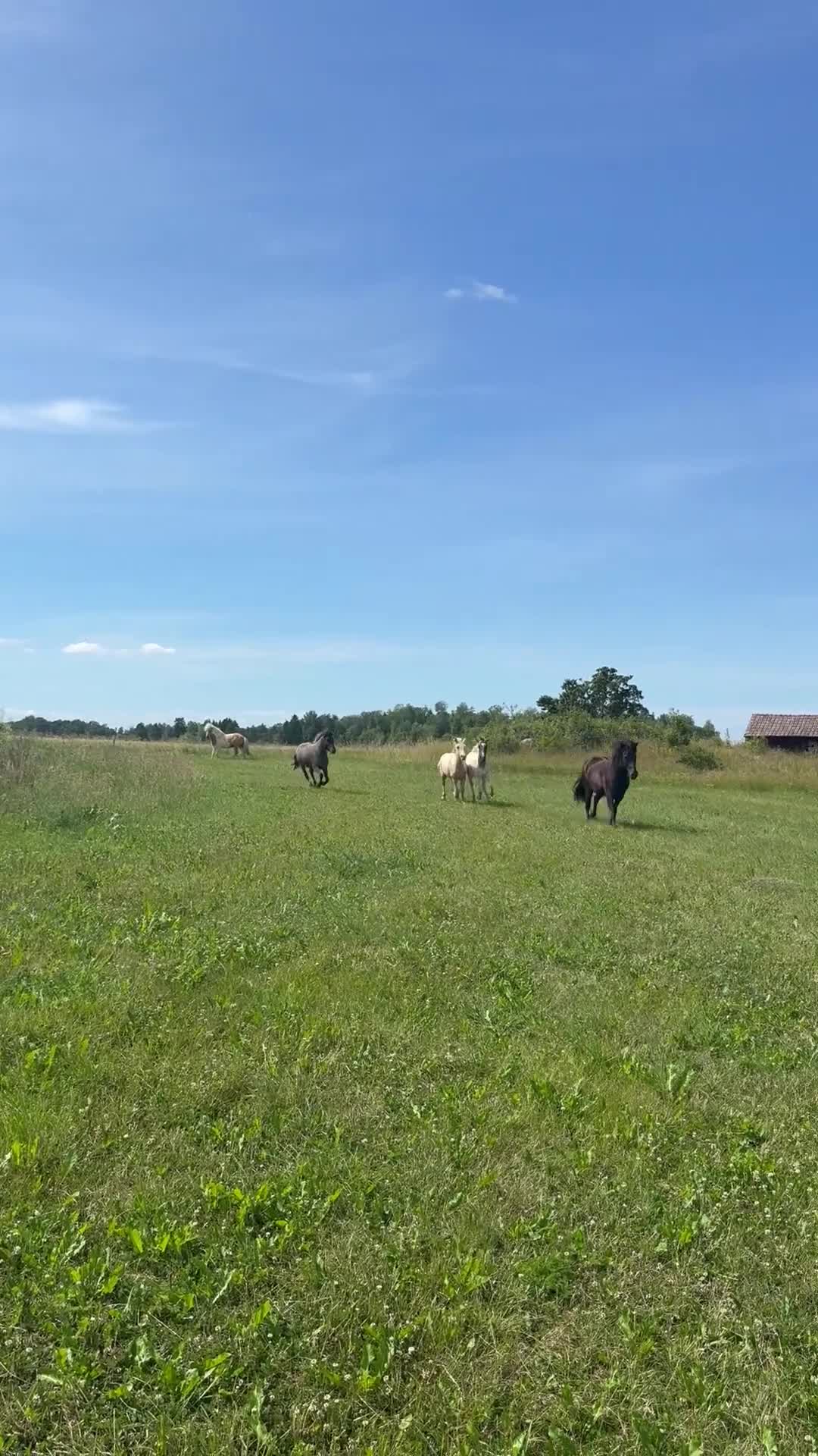 Island hästar till salu: Snygg och välhanterad svenskfödd konstantskimmel - Video 1