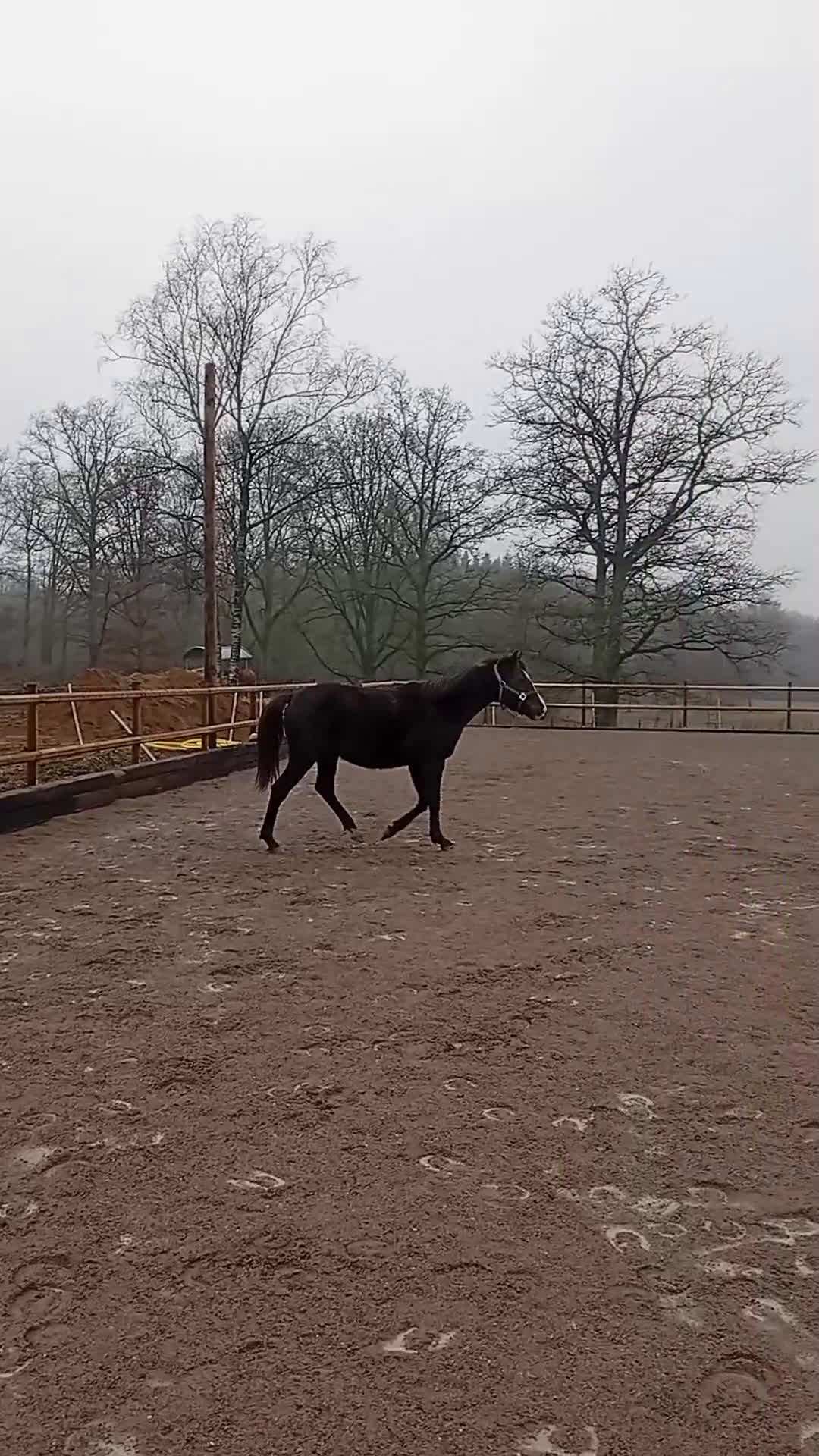 Allround hästar till salu: Gulsvart hingst -24 - Video 1