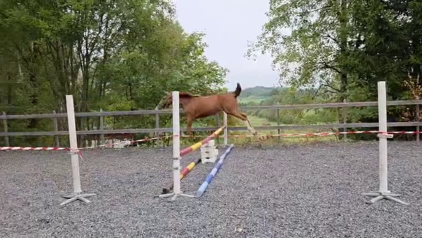 Hoppning hästar till salu: 🌟Joinville🌟 f.2024 hopp/fälttävlan i Sköldinge - Video 3