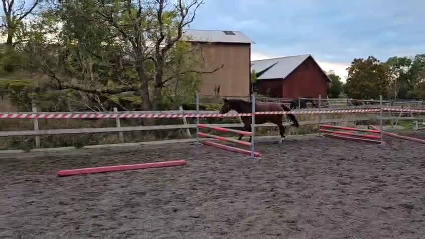 Hoppning hästar till salu: Tävling, hobby eller verksamhet i Enköping - Video 1