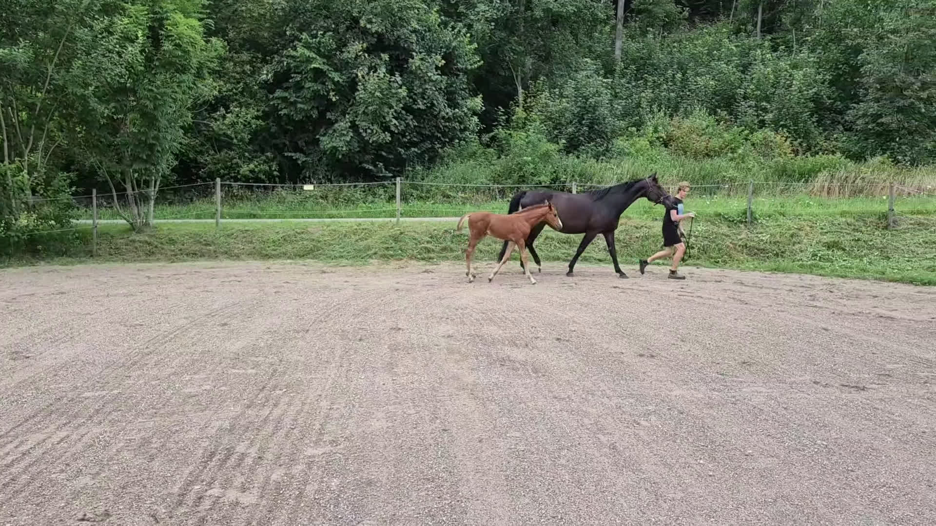 Dressyr hästar till salu: Hingstföl e. Hesselhoej Donkey Boss  i Trelleborg - Video 1