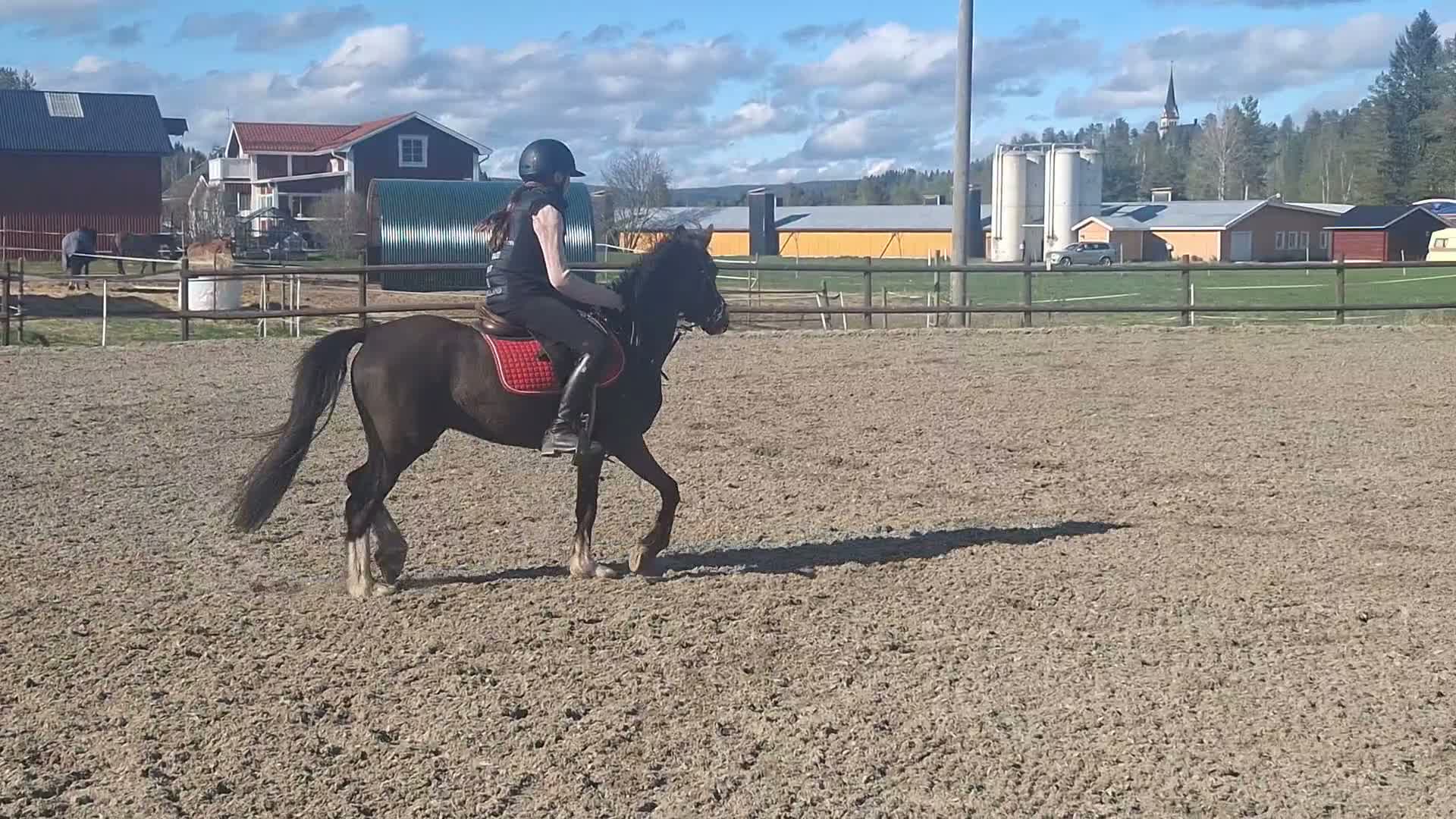 Hoppning hästar till salu: Fint framtidsämne  - Video 2