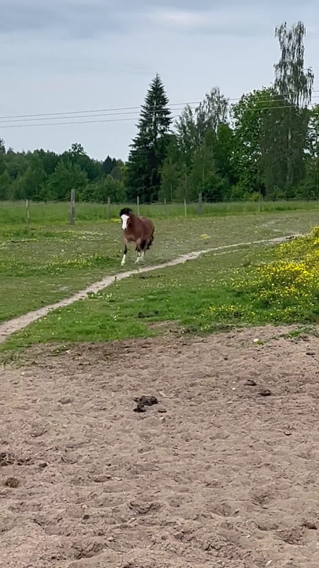 Allround hästar till salu: Löromästare i Kil - Video 1