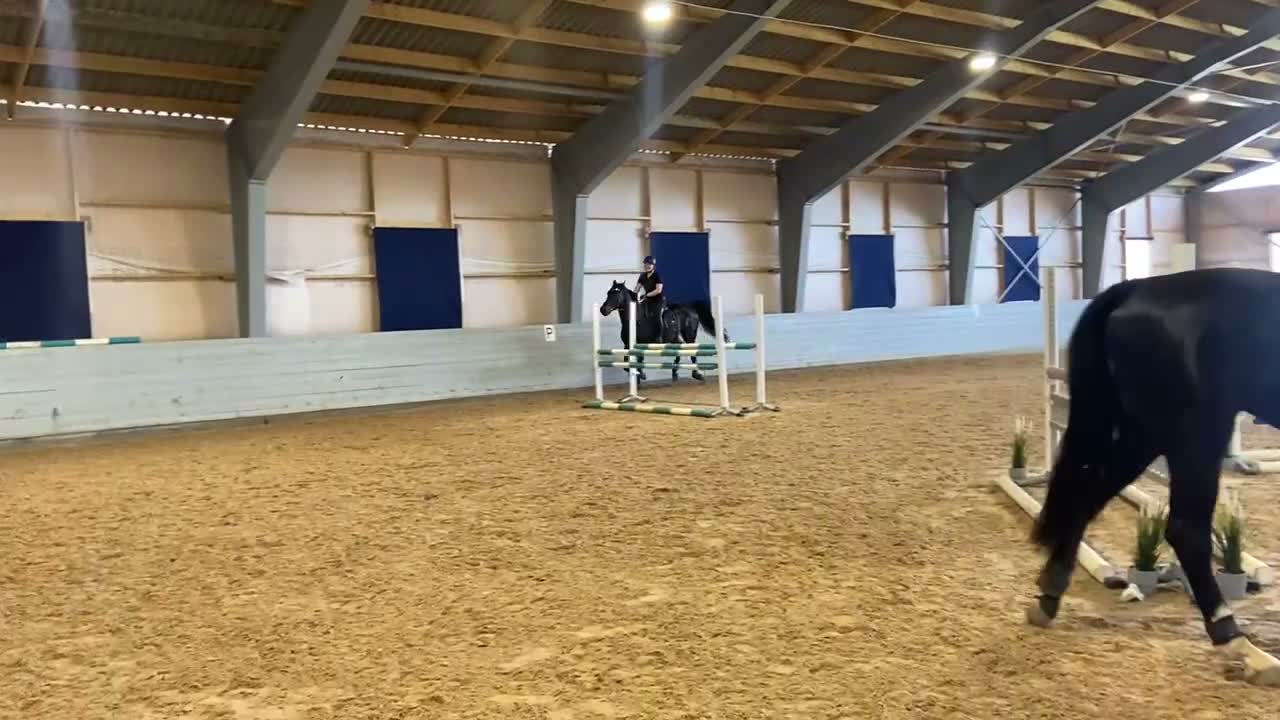 Allround hästar till salu: Snygg tränings och tävlingskompis  - Video 1