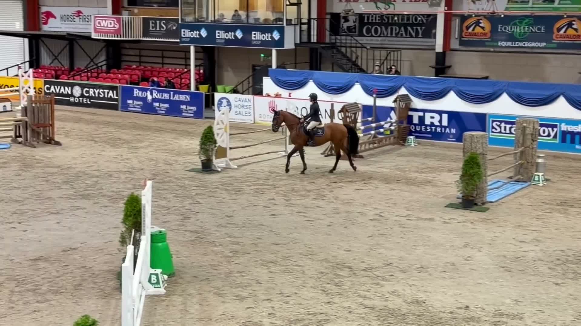 Allround hästar till salu: Trevligt sto för fortsatt utbildning  - Video 3