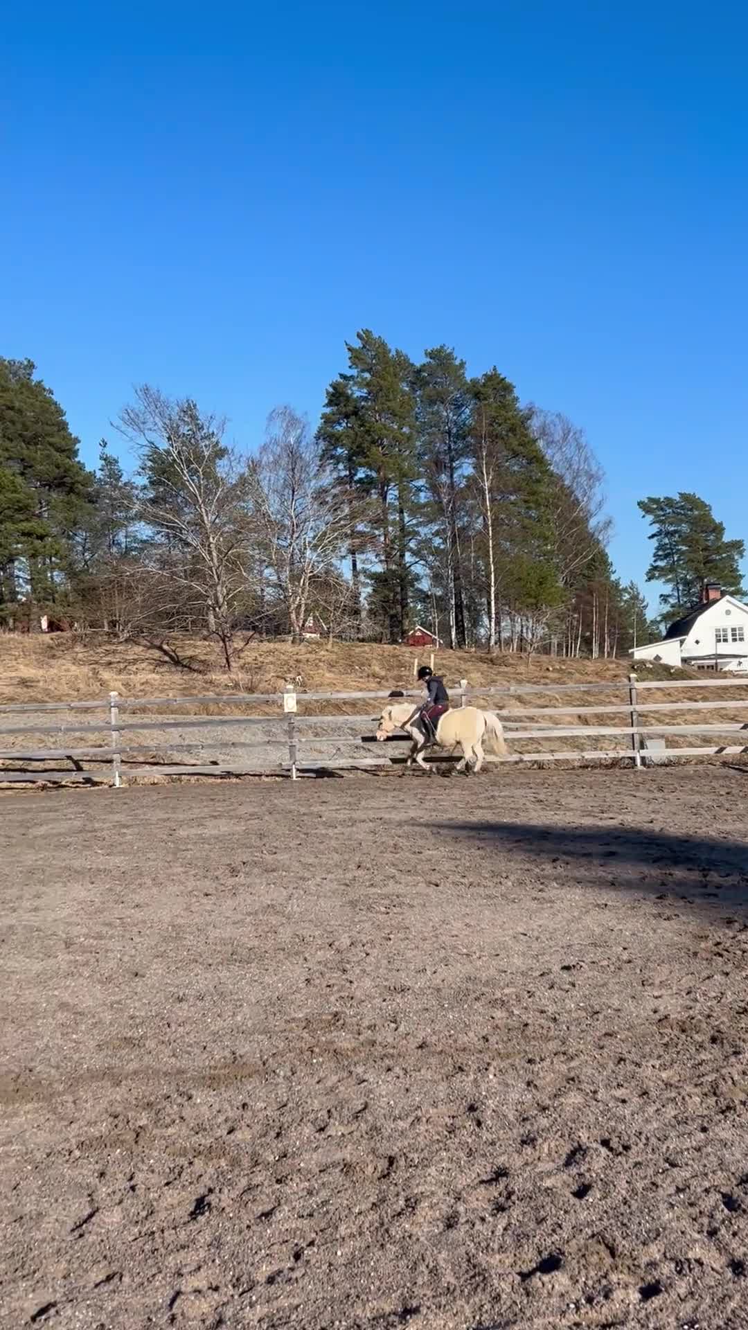 Allround hästar till salu: Ponny med hjärta av guld - Video 1