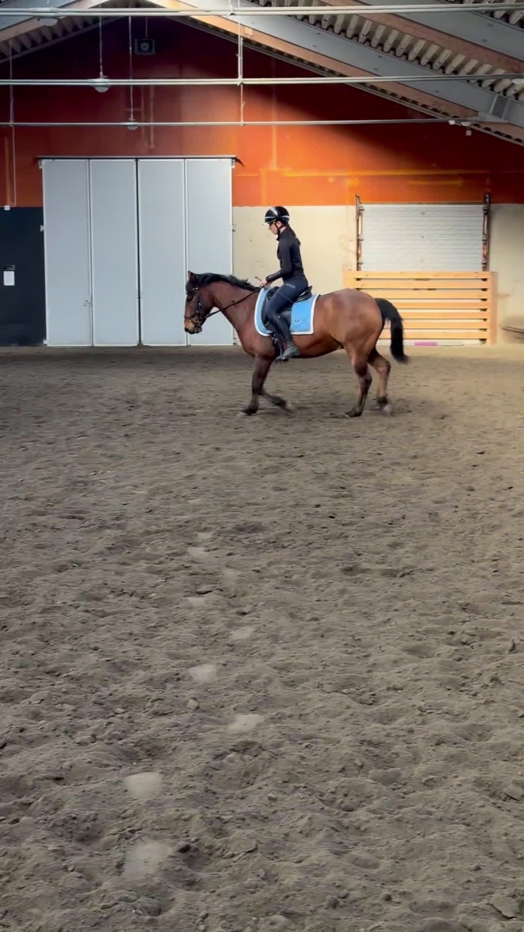 Allround hästar till salu: Världens bästa ponny  - Video 3