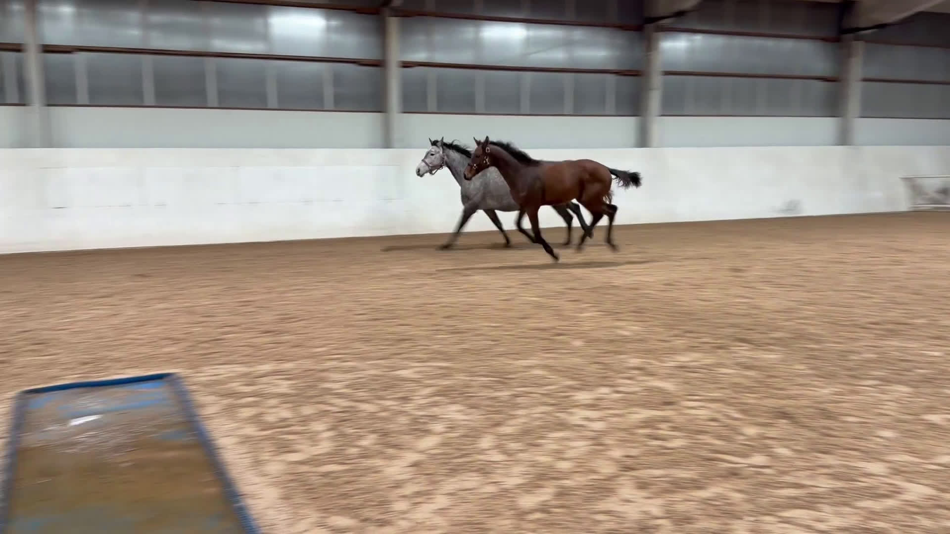 Hoppning hästar till salu: Flott hingst e Lloyd - Baloé HP i Karlstad - Video 1