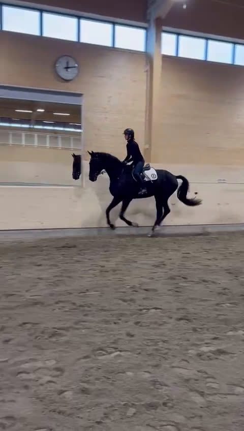 Dressyr hästar till salu: 4 årig dressyrvalack i Boden - Video 2