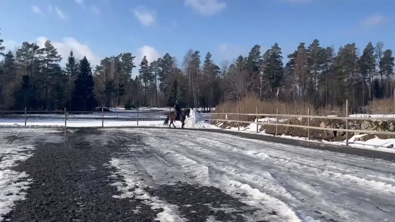 Island hästar till salu: Bedömd femgångsto med bra stam - Video 4