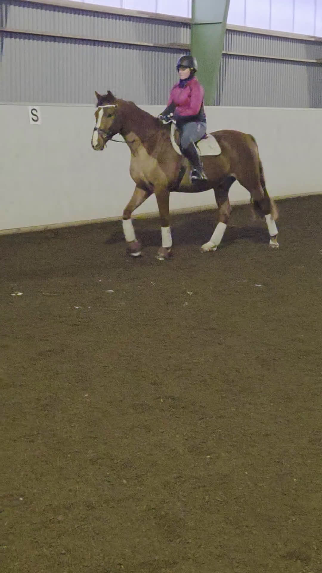 Allround hästar till salu: Svenskfödd val född 2022 - Video 1