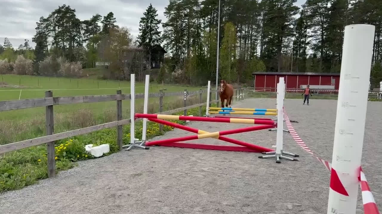Allround hästar till salu: Elegant 2-årig valack e. Kespri DC ue. Zafferano i Bro - Video 2