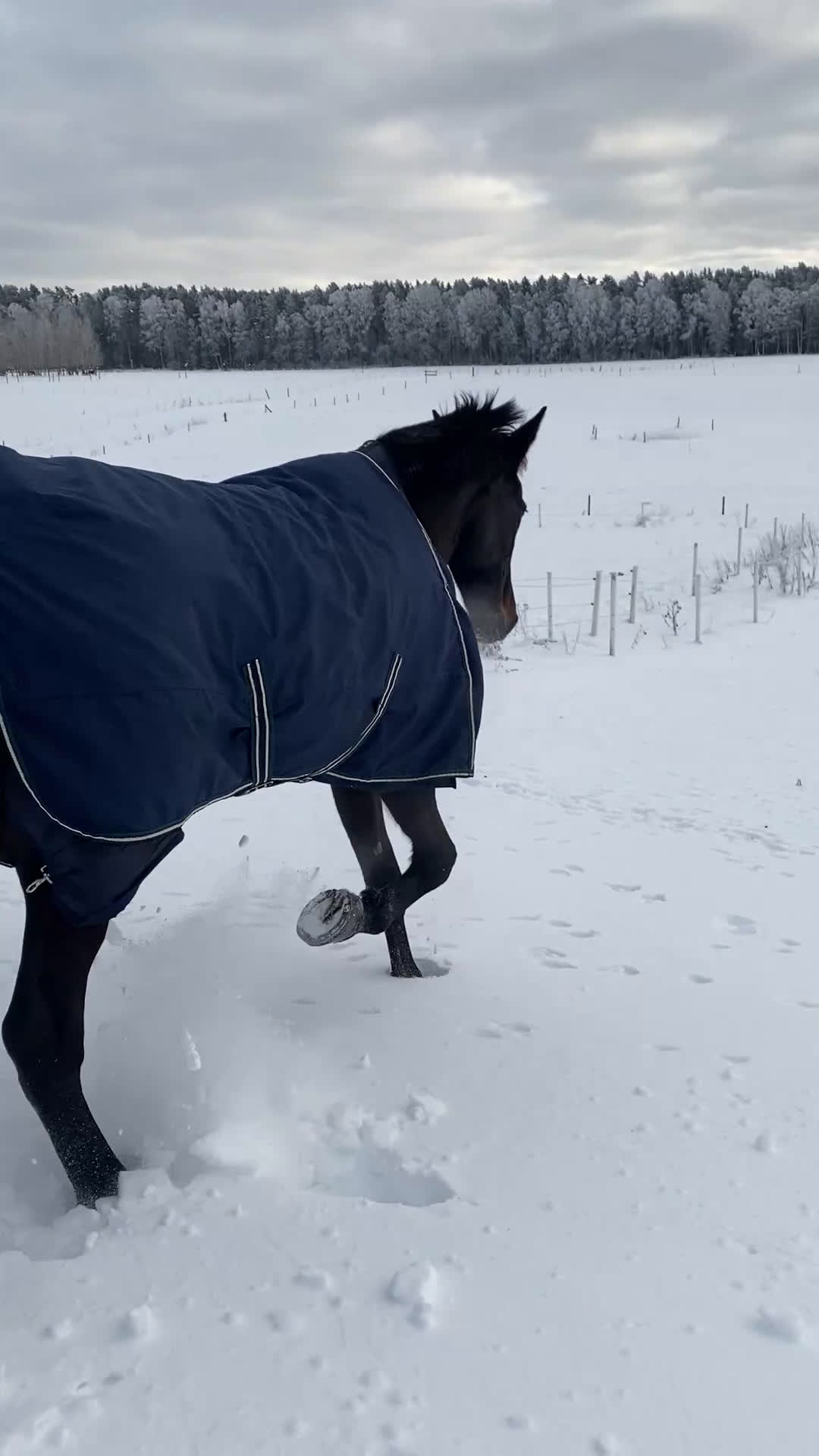 Övrigt hästar till salu: INTRESSEKOLL i Nora - Video 1