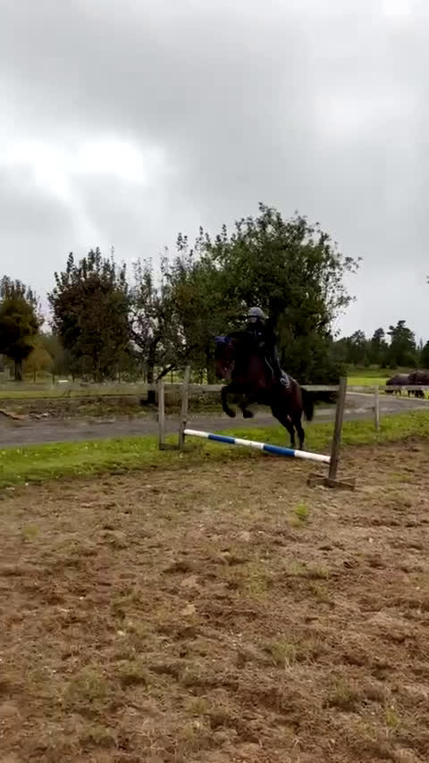 Allround hästar till salu: Snäll allround häst  i Malmbäck - Video 2