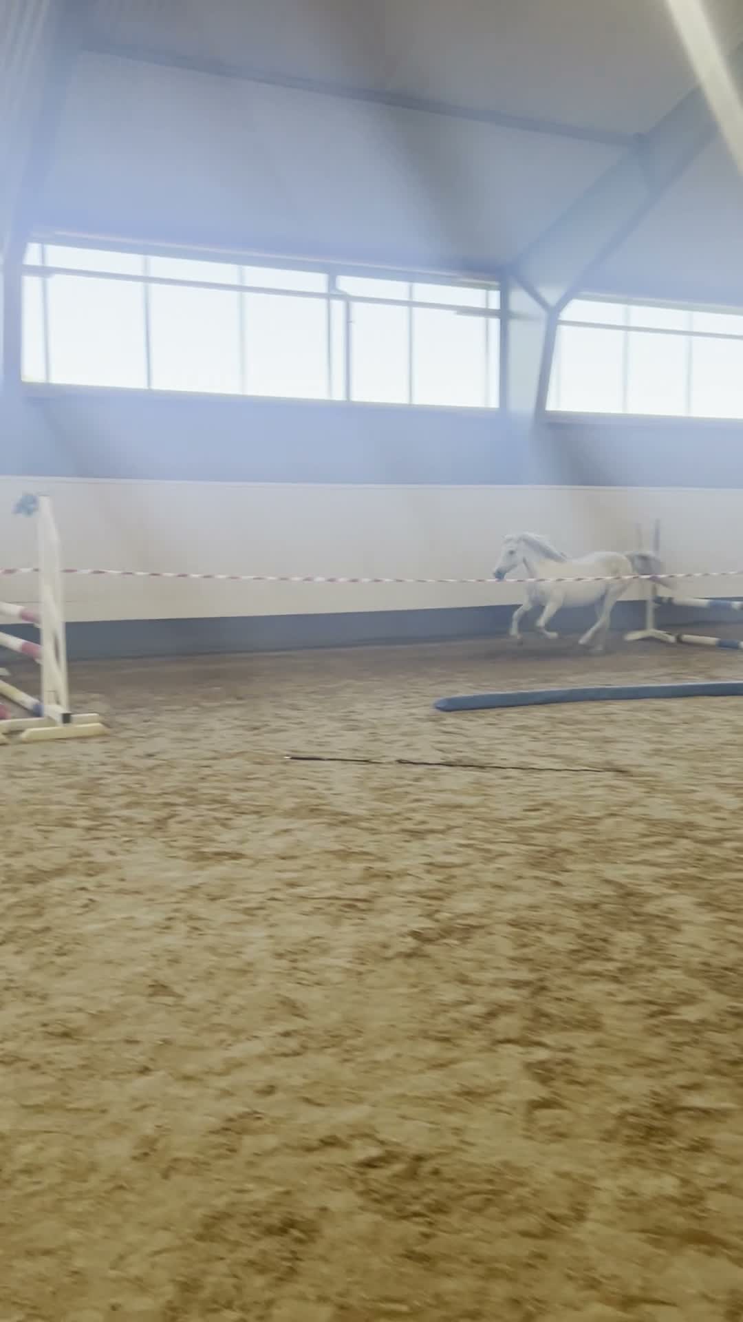 Allround hästar till salu: Sockersöt ponny! - Video 1