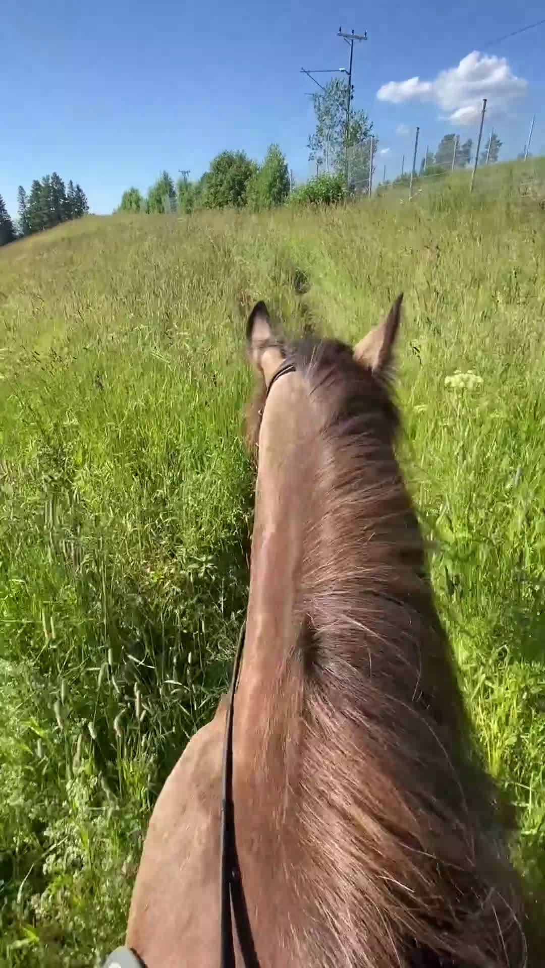 Allround hästar till salu: Charmigt sto för ridning/körning  i Östersund - Video 2