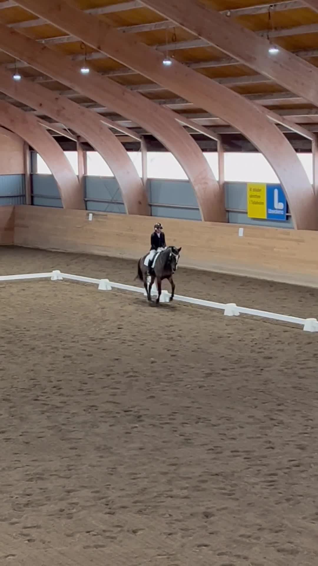 Allround hästar till salu: Fantastisk läromästare  i Skövde - Video 2