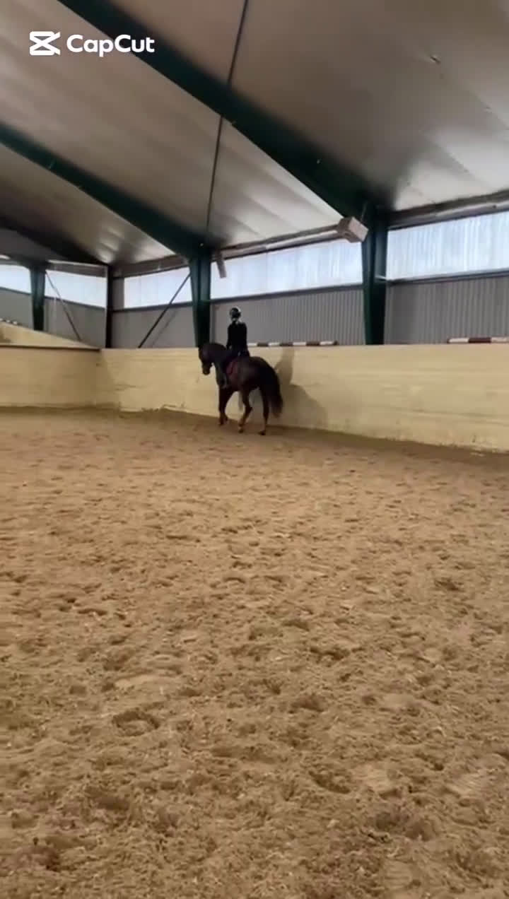 Dressyr hästar till salu: Bästa vän till träning eller tävling  i Kode - Video 3