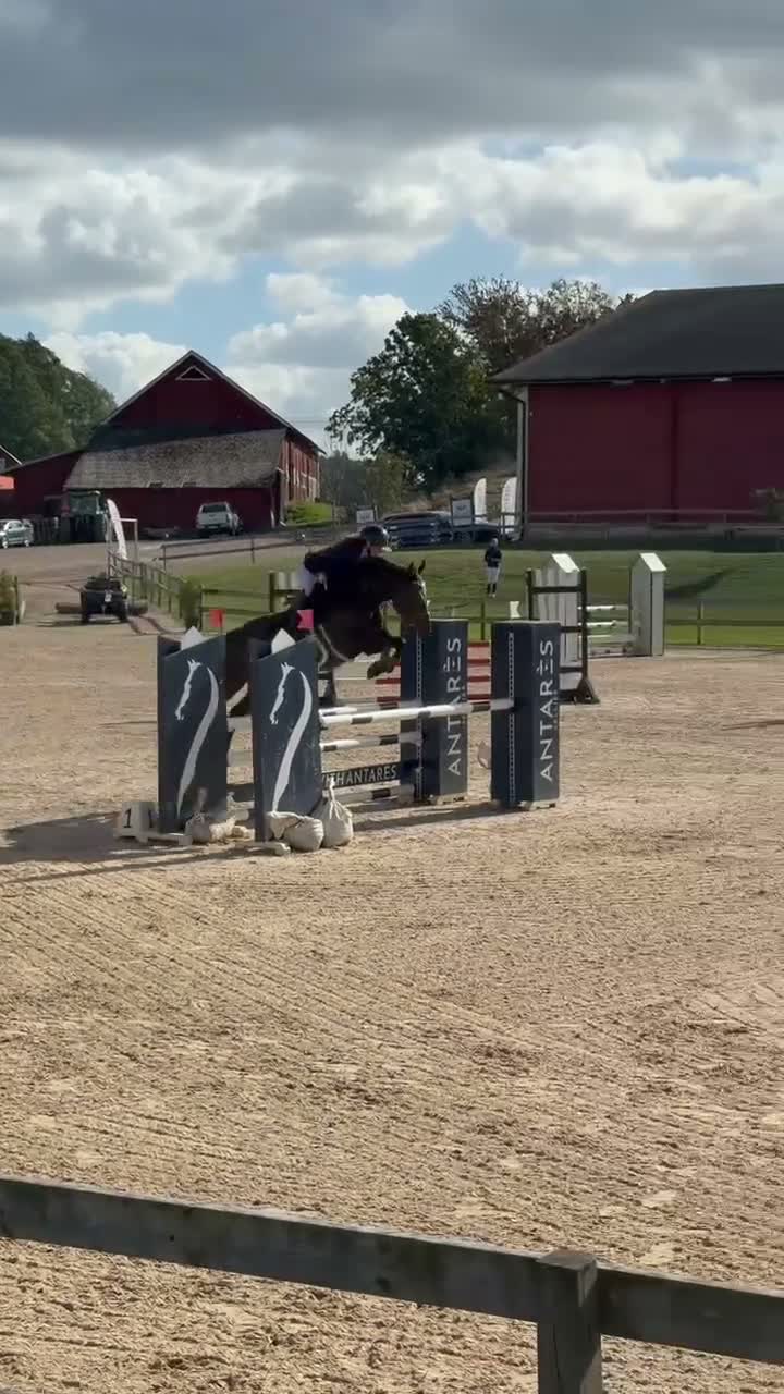 Hoppning hästar till salu: Liten hopphäst med det största hjärtat - Video 2