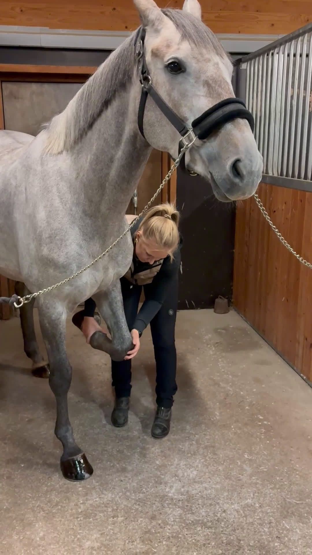  hästservice finnes: Ge din häst den bästa julklappen🎅🏼 i Kristdala - Video 2