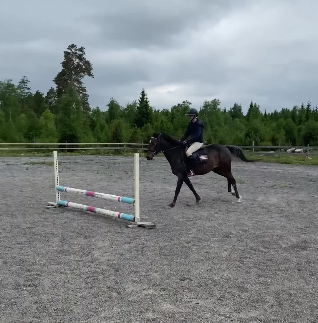 Allround hästar till salu: Trevlig 3-årig d-ponny  i Braås - Video 2