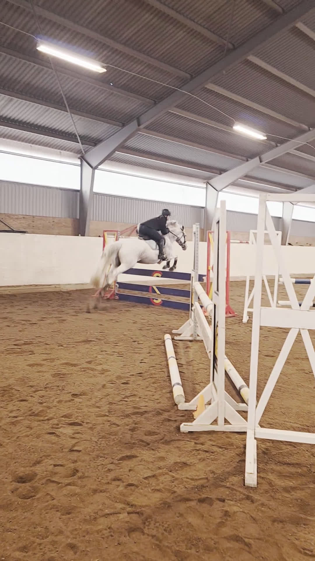  foderhäst finnes: Sto uthyres - Video 1