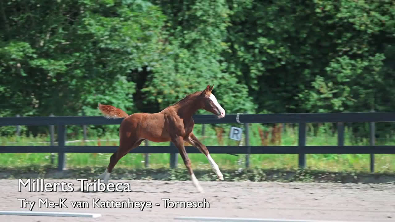 Hoppning hästar till salu: Internationellt prestationsblod i Stallarholmen - Video 1