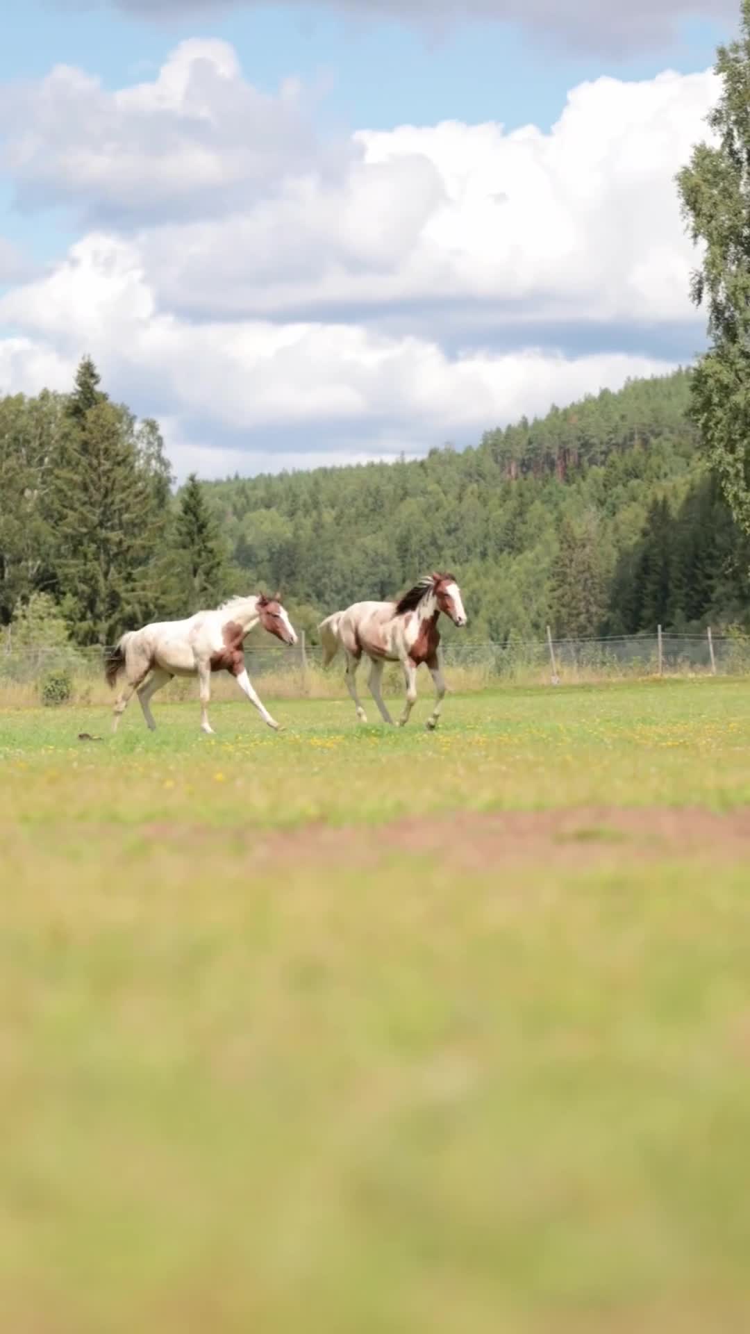 Allround hästar till salu: Vacker 1-åring - Pintaloosa sto och hingst - Video 1