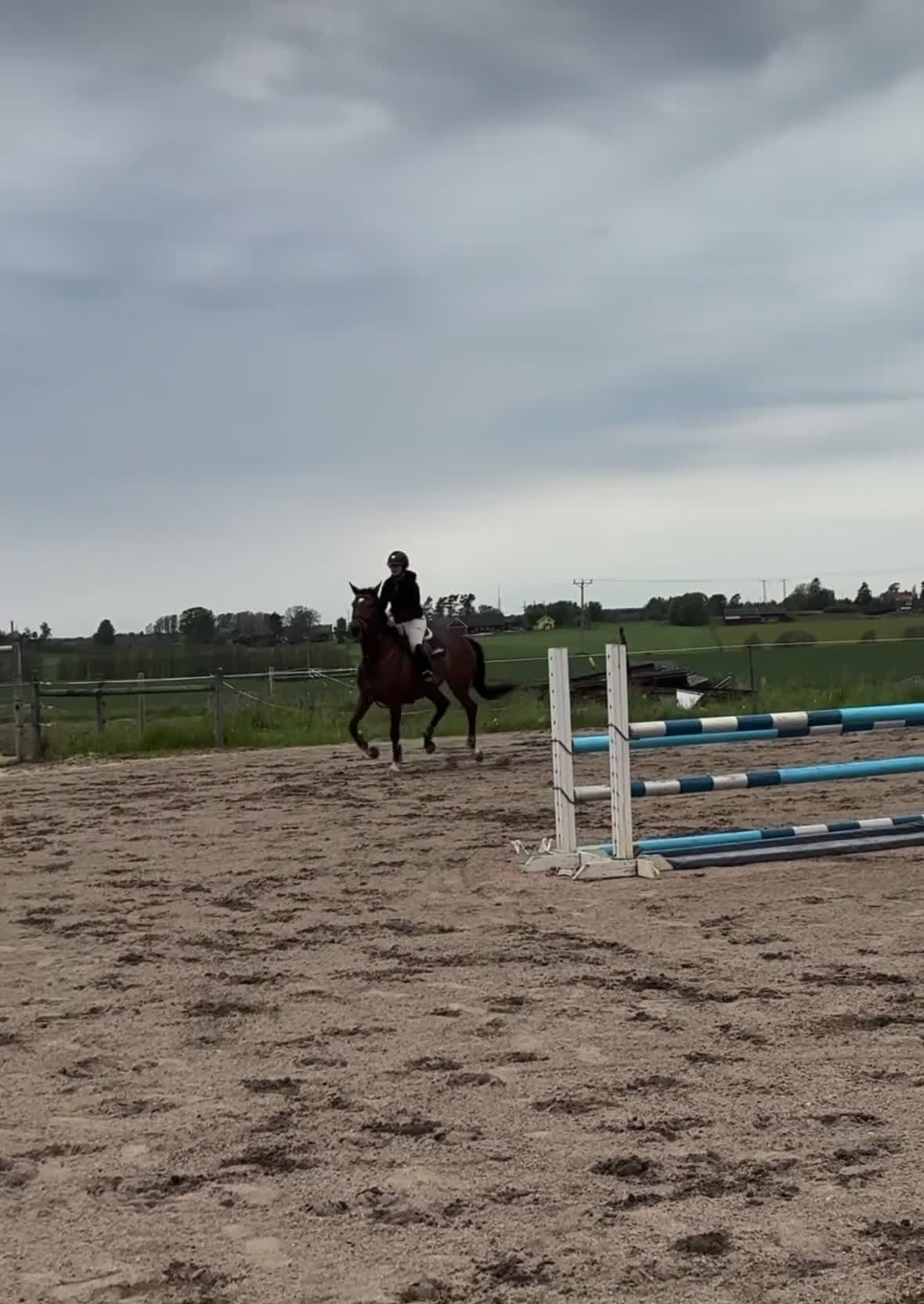 Hoppning hästar till salu: Ambitiöst sto! - Video 2