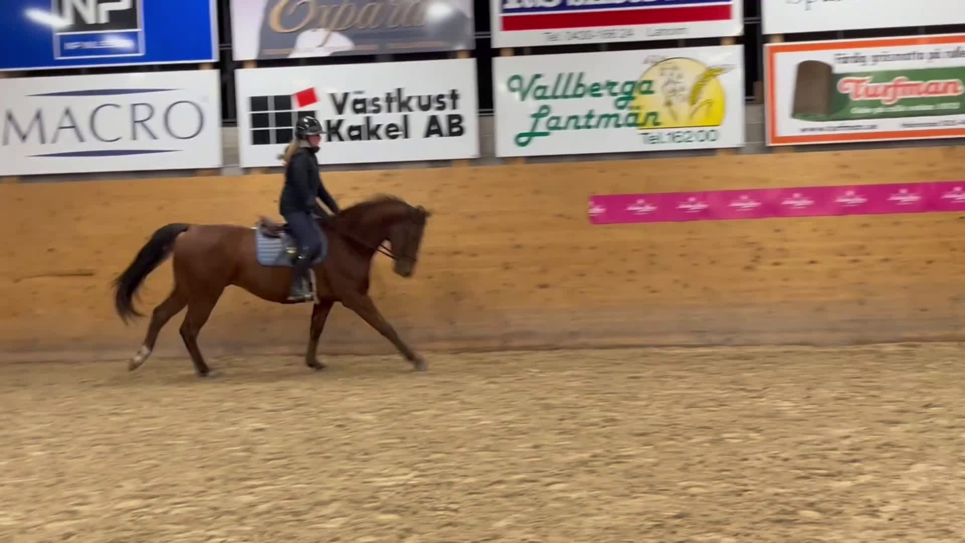 Hoppning hästar till salu: Max Verstappen - Video 5