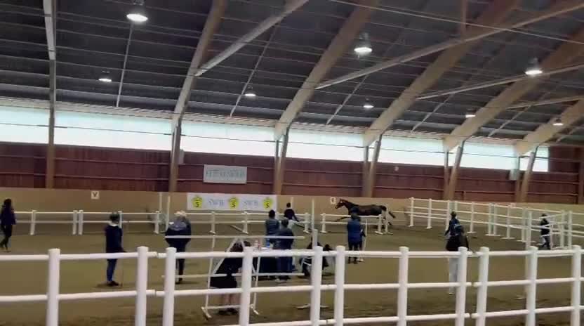 Hoppning hästar till salu: Superfin sporthäst! - Video 1