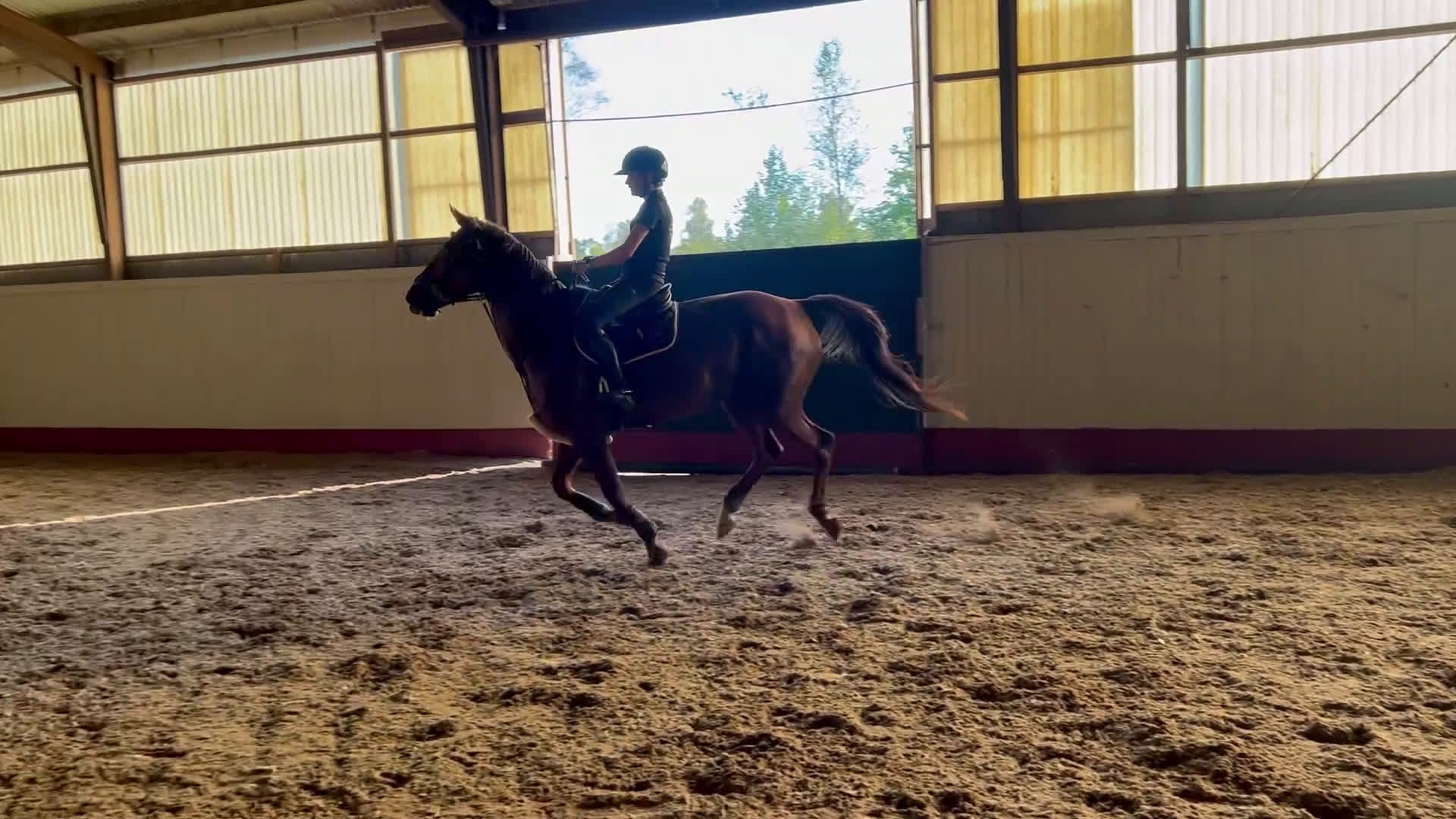 Allround hästar till salu: Läromästare - Video 1