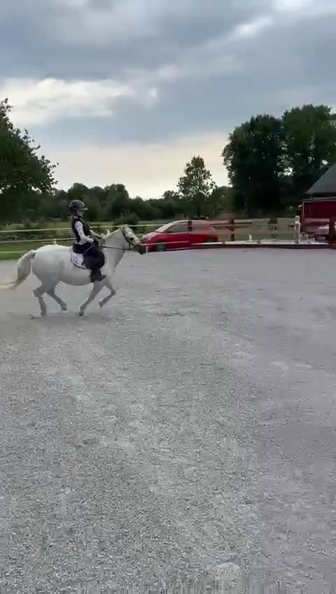Allround hästar till salu: Supersöt B-ponny till verksamhet/tävling - Video 4