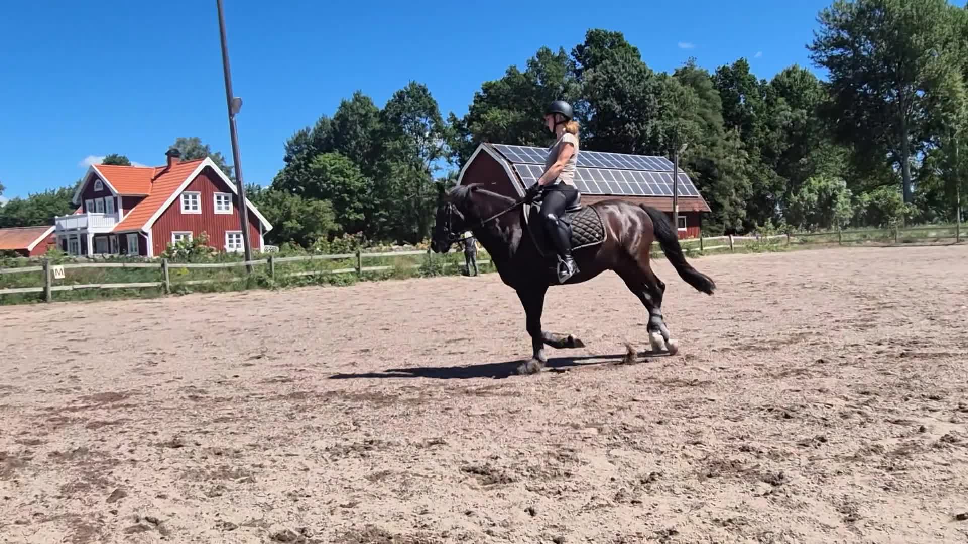 Dressyr hästar till salu: Fin dressyrponny - Video 2