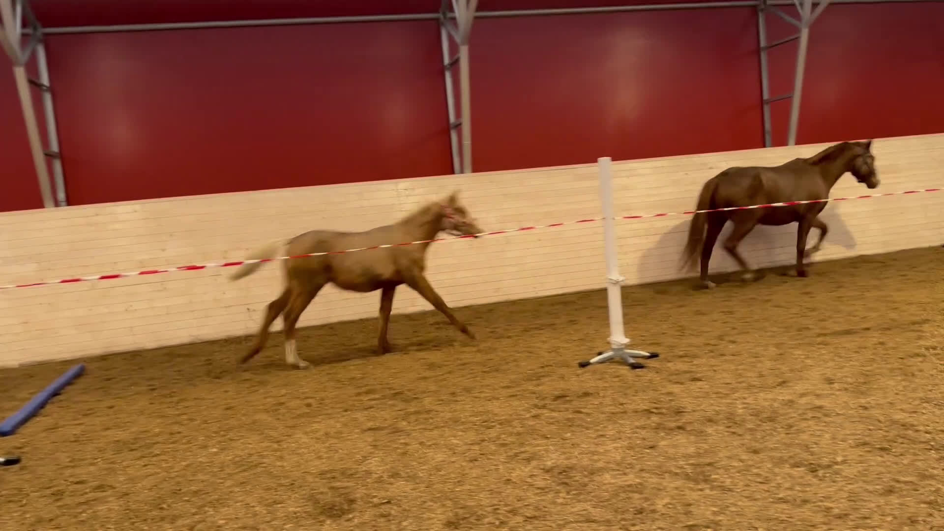 Dressyr hästar till salu: Sockersött sto e Zafferano - Sir Donnerhall  i Märsta - Video 2