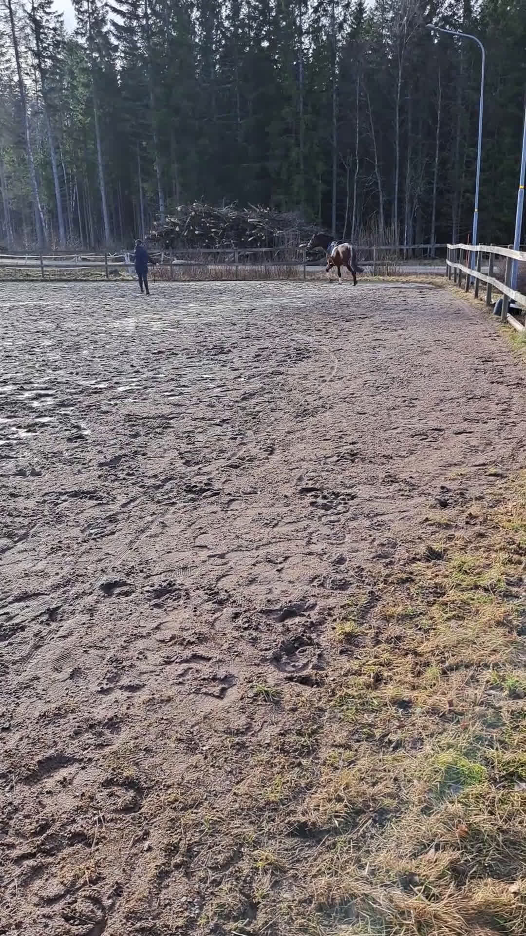 Dressyr hästar till salu: Stor & Flott häst  i Mariestad - Video 3