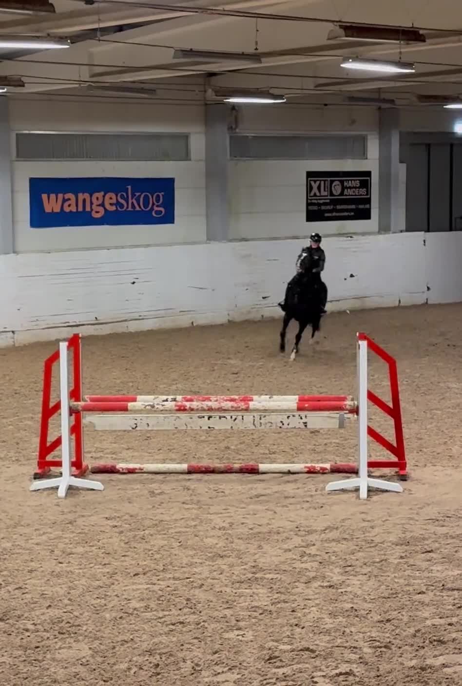  foderhäst finnes: Majsen söker Fodervärd! i Trelleborg - Video 4