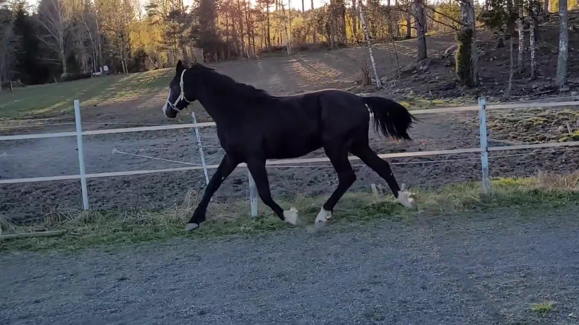 Dressyr hästar till salu: Moderiktig grabb efter Salvatore Ferragamo  - Video 2