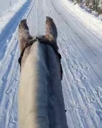 Allround hästar till salu: Fantastiskt trygg och välutbildad arabvalack i Eskilstuna - Video 2