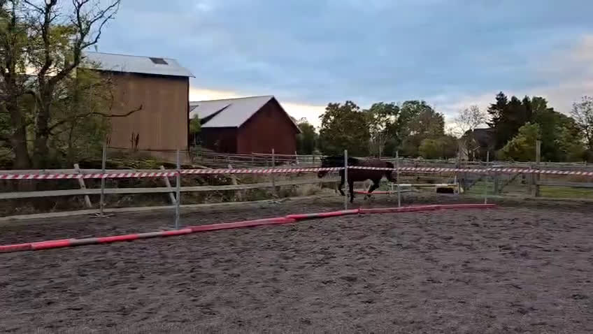 Hoppning hästar till salu: Tävling, hobby eller verksamhet i Enköping - Video 3