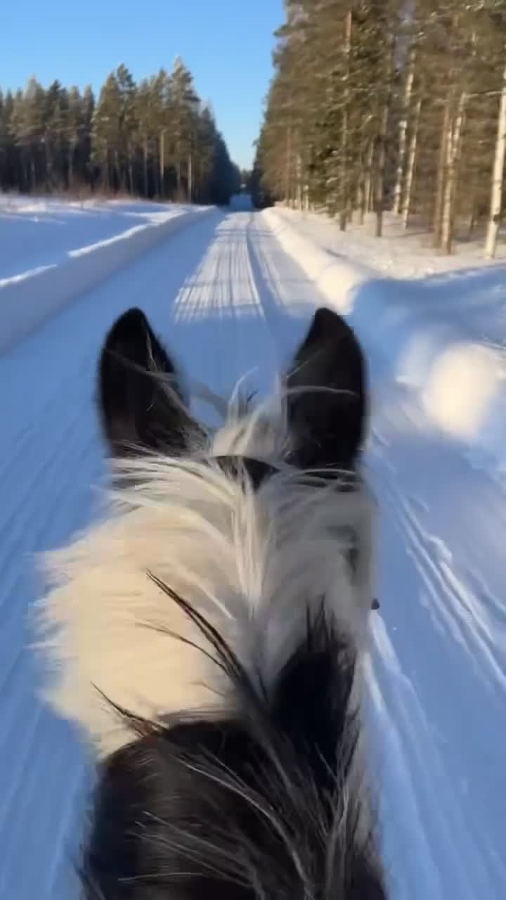 Allround hästar till salu: Intressekoll - Video 2