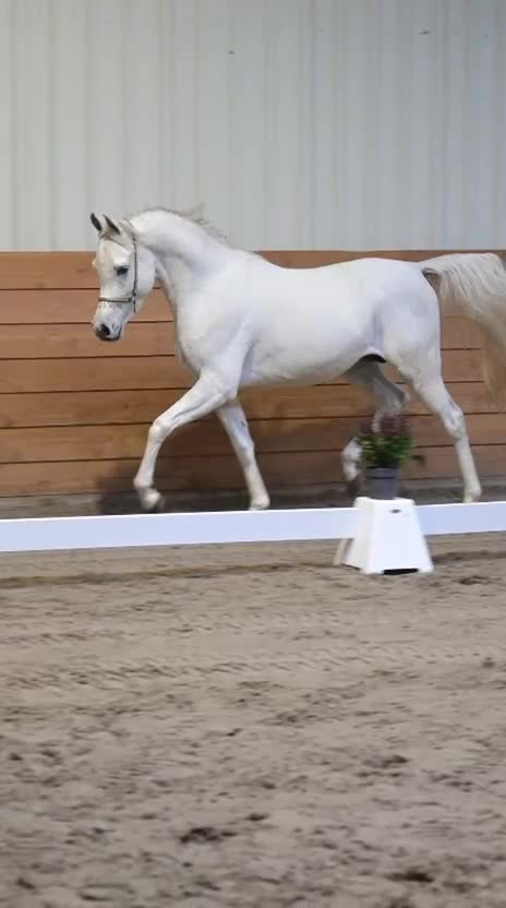 Allround hästar till salu: 3 årig arabhingst - Video 1