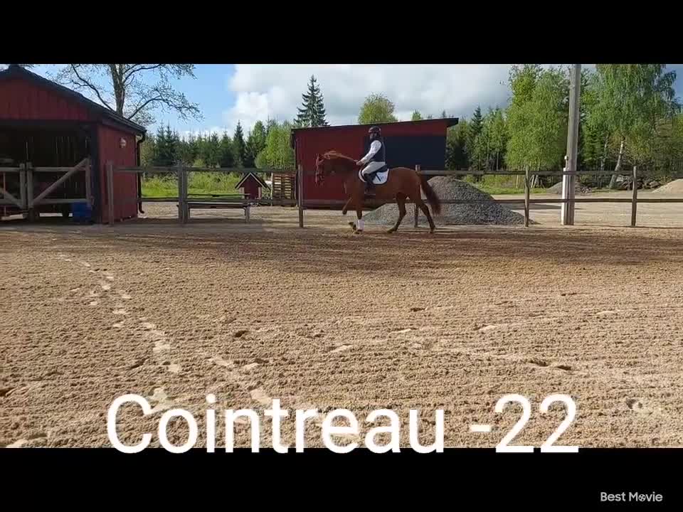 Dressyr hästar till salu: Fantastisk 4 åring  - Video 1