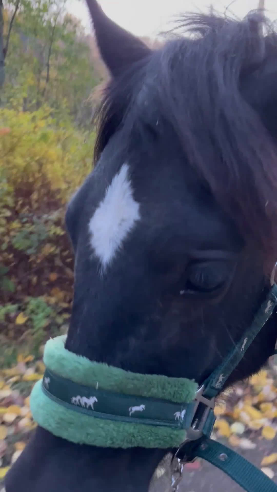 Allround hästar till salu: Snygg, svart hingst i Åtvidaberg - Video 3
