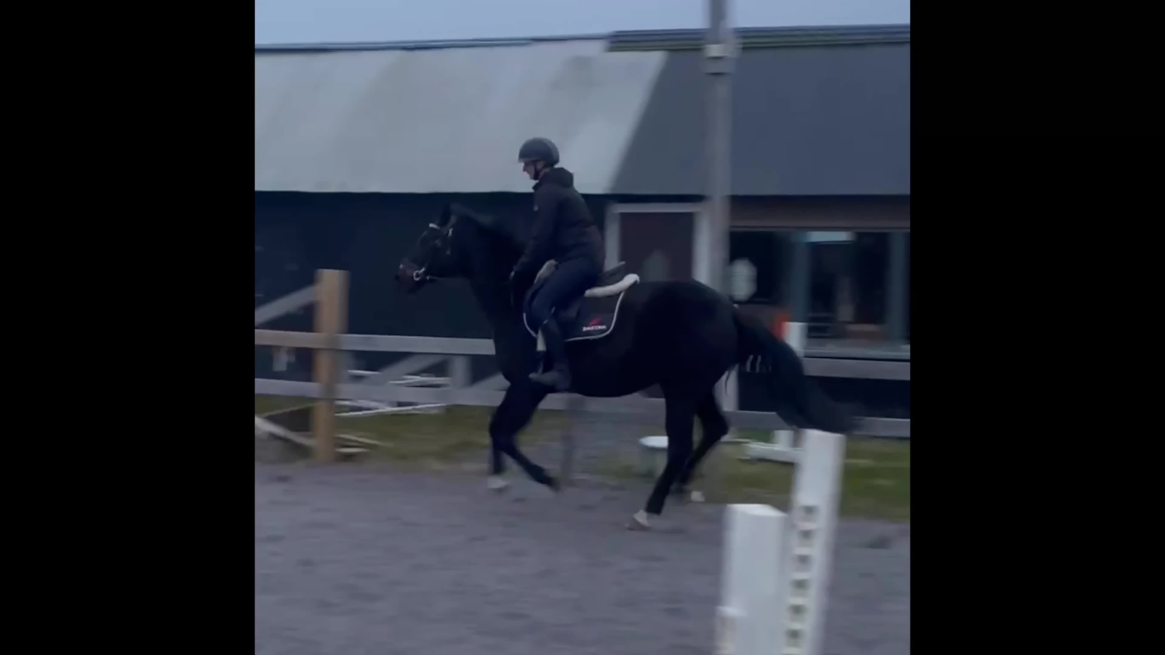 Hoppning hästar till salu: ✨sto med potential✨ - Video 2