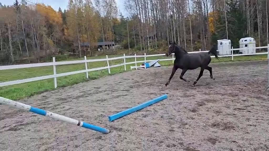 Hoppning hästar till salu: Fantastiskt treårssto med hjärta av guld! - Video 1